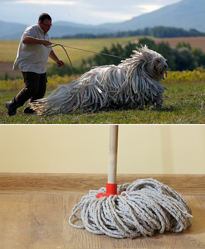 Dog Looks Like A Mop