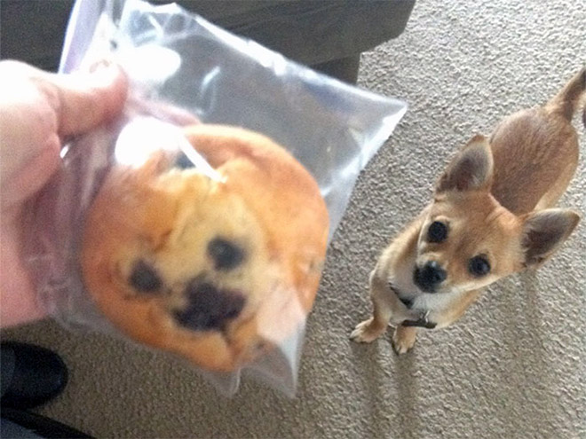 Dog Looks Like A Muffin