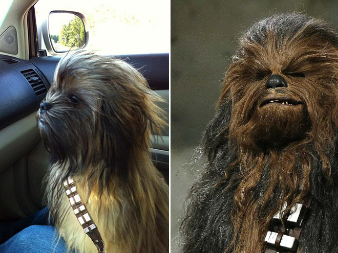 Dog Looks Like Chewbacca