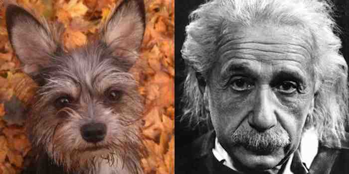 Dog Looks Like Einstein