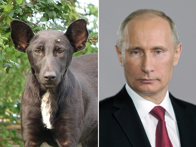 Dog Looks Like Putin