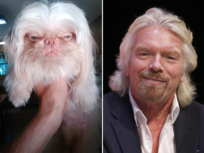 Dog Looks Like Richard Branson