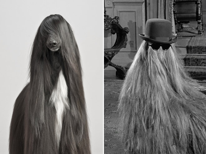 Dog That Looks Like Cousin Itt From The Addams