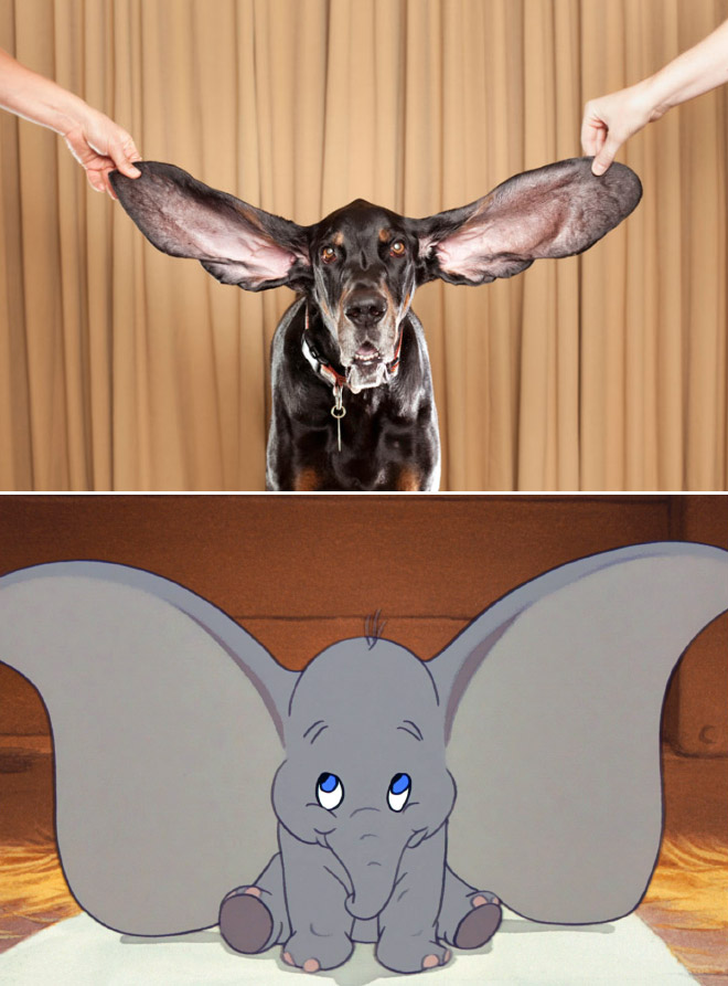 Dog With Huge Ears Looks Like Dumbo