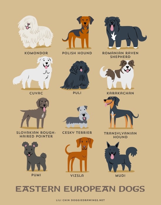 Eastern European Dogs