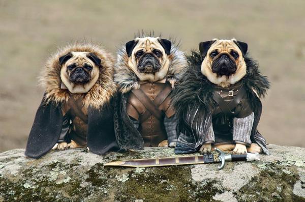 Game Of Thrones Dogs
