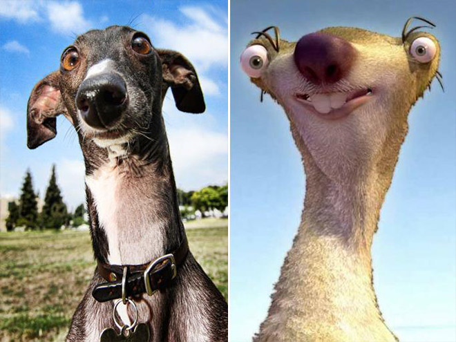 Greyhound Looks Like Sid From Ice Age