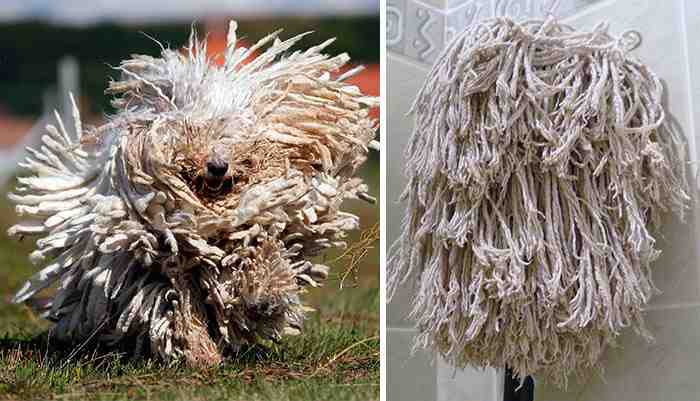 Komondor Dog Looks Like A Mop