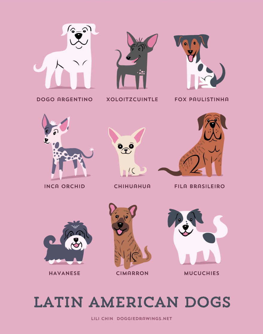 Latin American Dogs