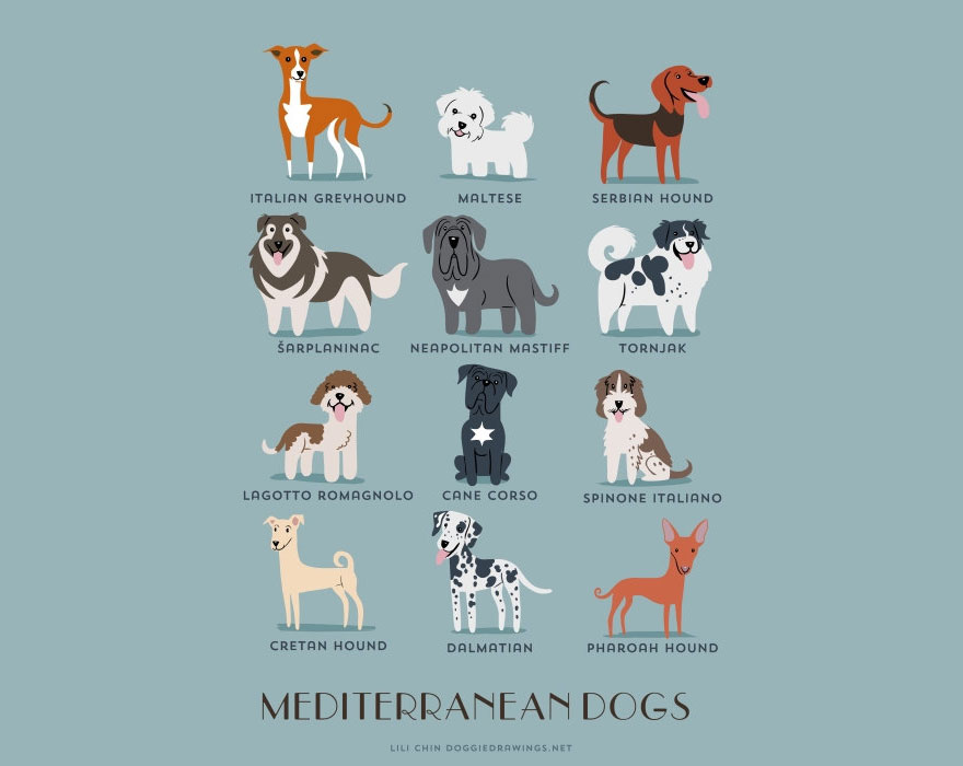 Mediterranean Dogs