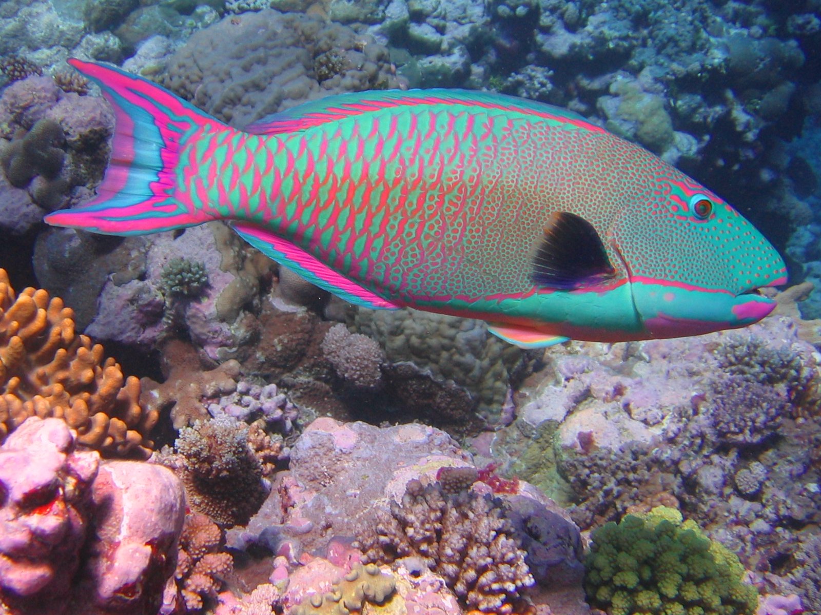 Parrotfish