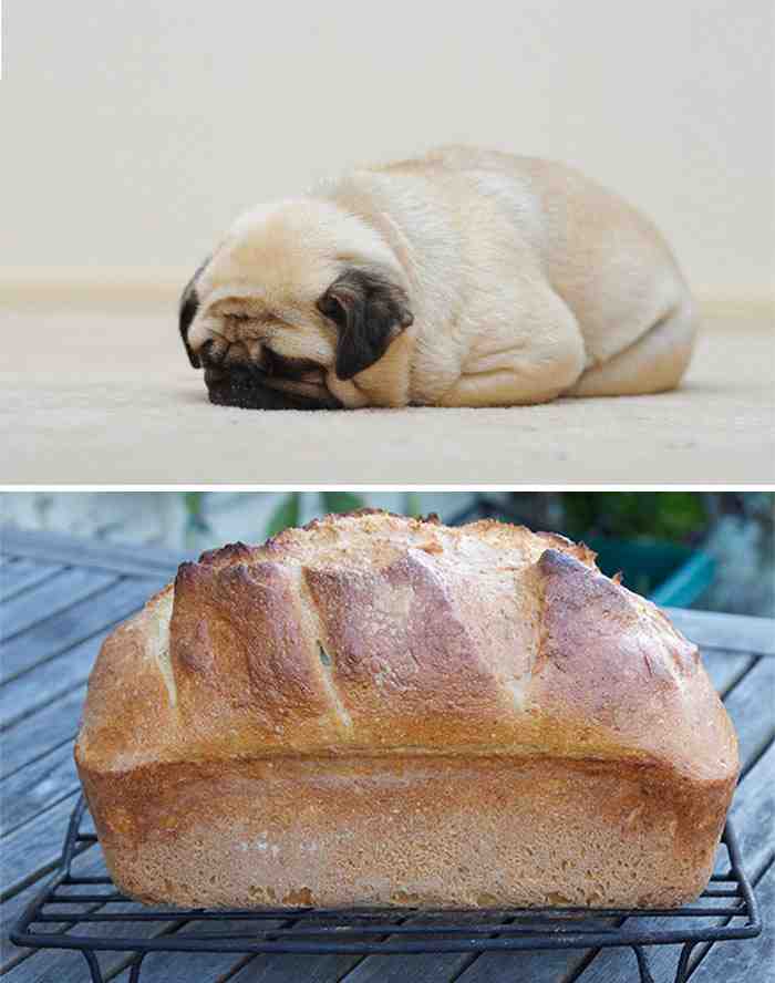 Pug Looks Like A Loaf Of Bread