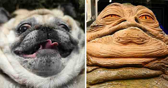 Pug Looks Like Jabba The Hut