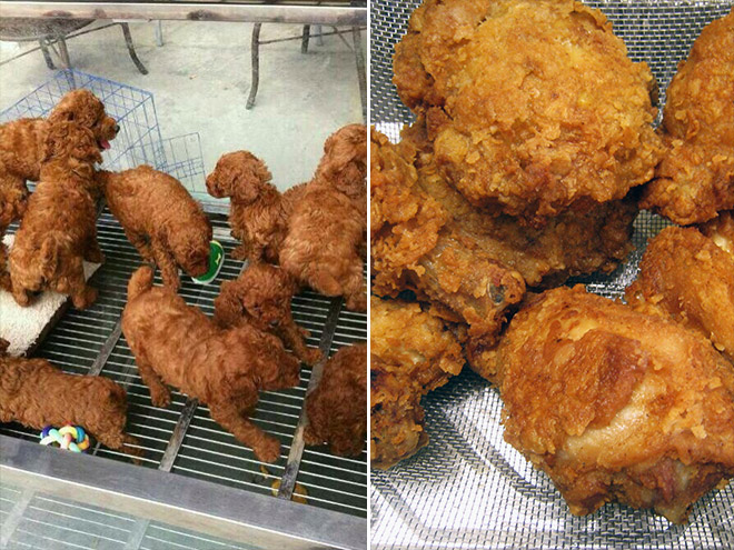 Puppies Look Like Fried Chicken