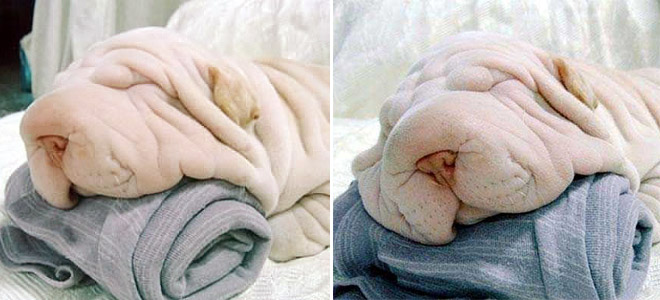 Shar Pei Looks Like A Towel