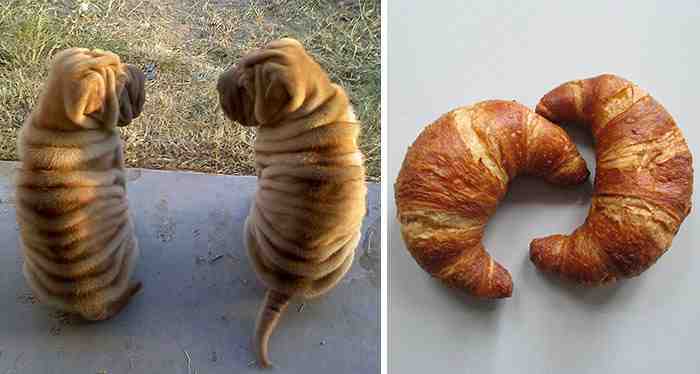 Shar Pei Puppies Look Like Croissants