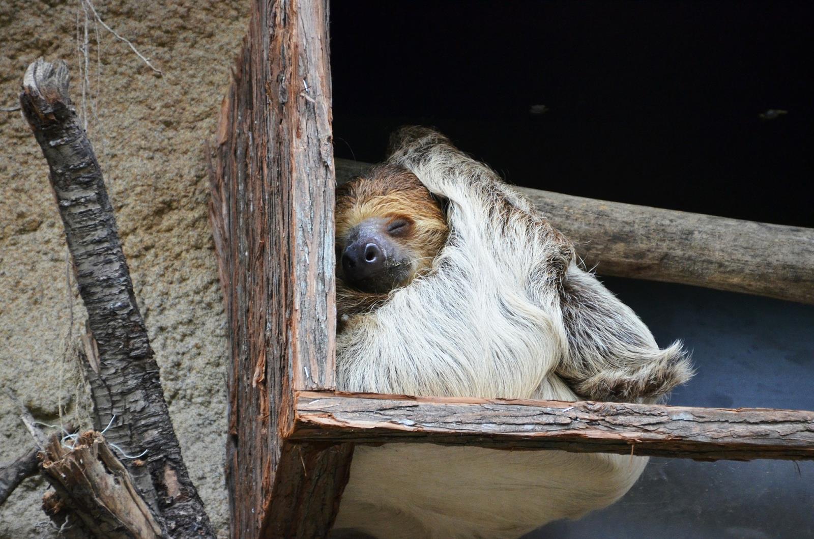 Sloth