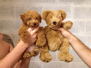 dogs that look like teddybears