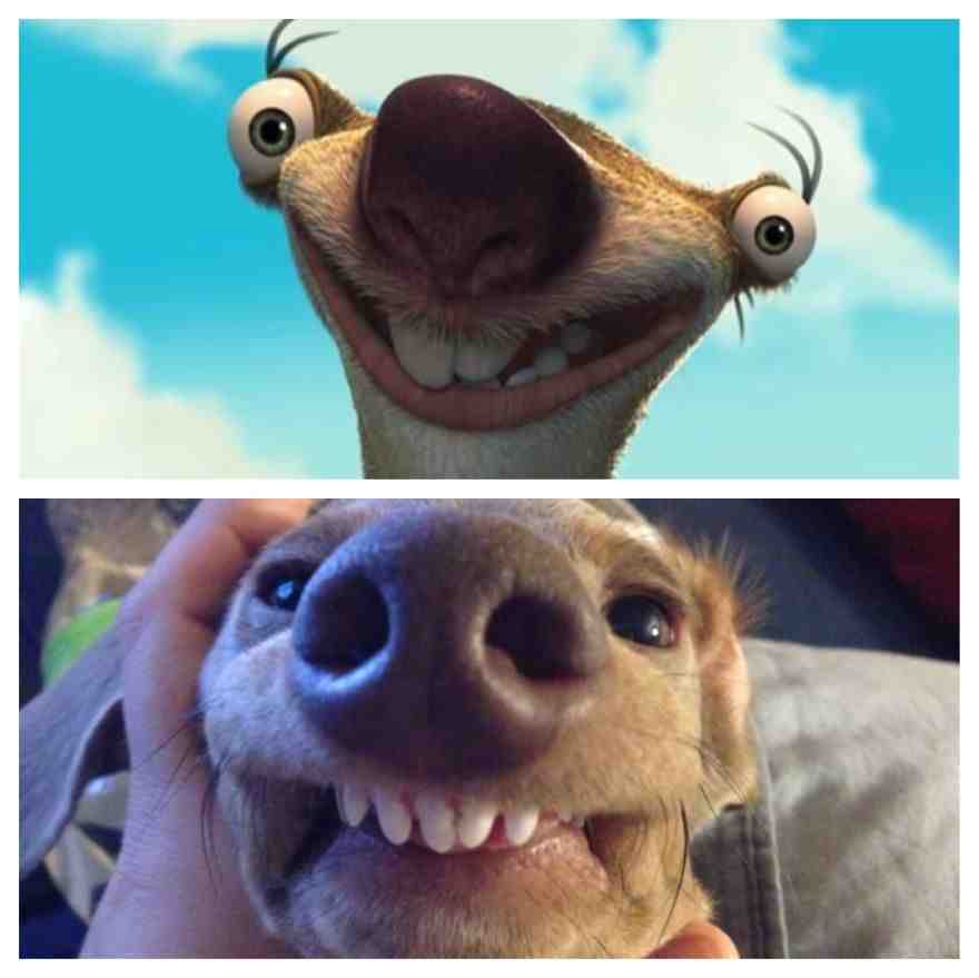 Weenie Dog Looks Like Sid From Ice Age