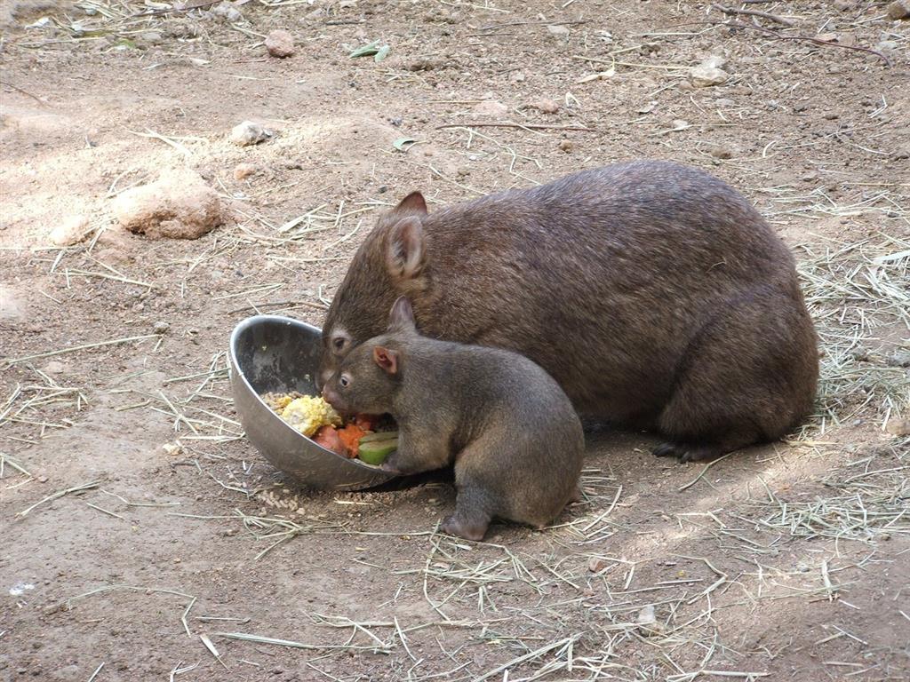 Wombats