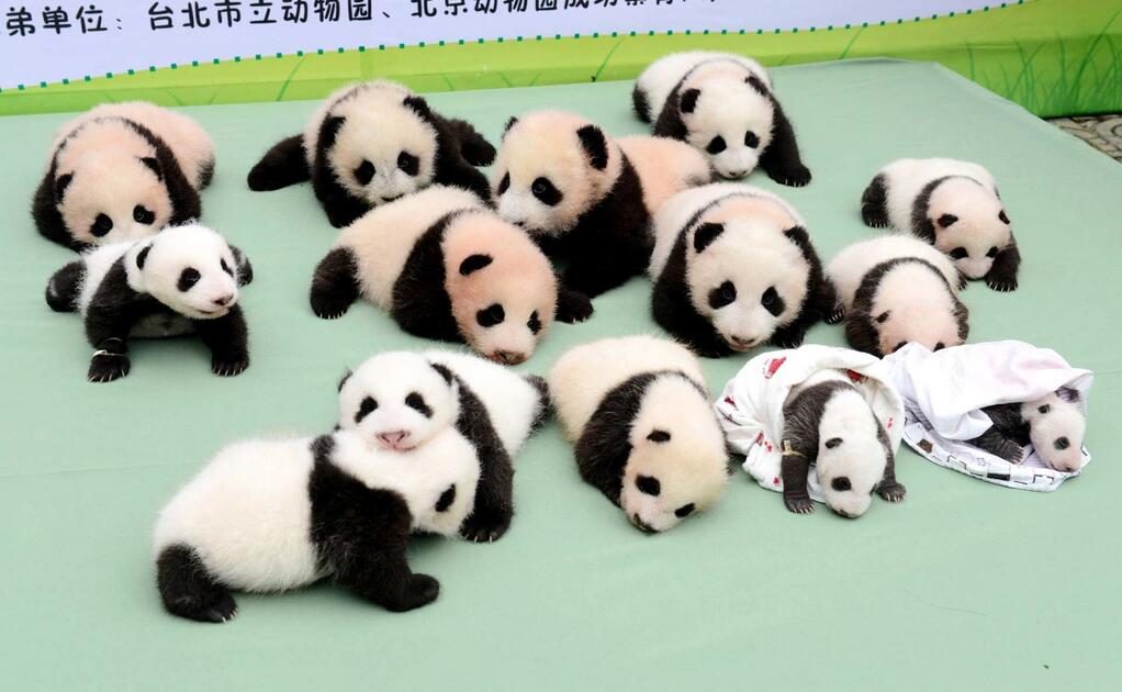 Baby Pandas 13