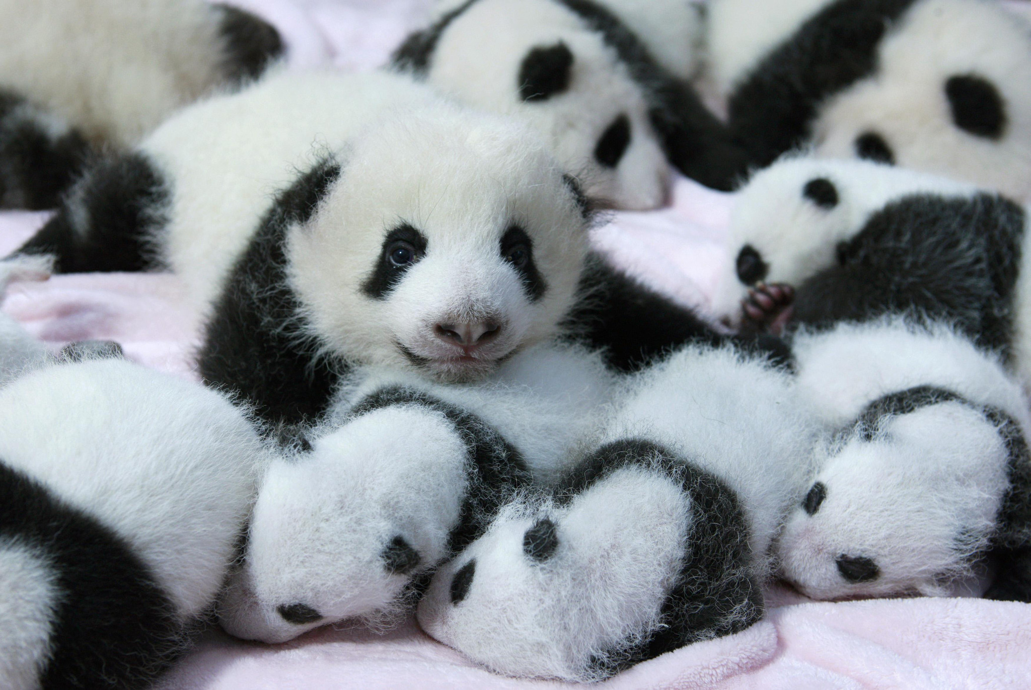 24 Ridiculously Cute Photos Of Baby Pandas That Will Instantly Make Your Day Better Viralscape
