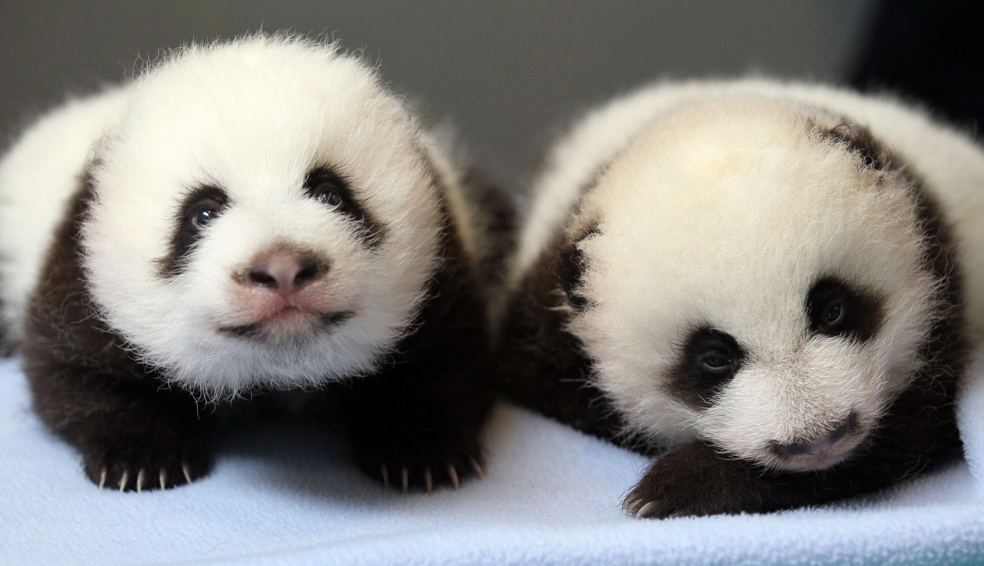 Baby Pandas 2