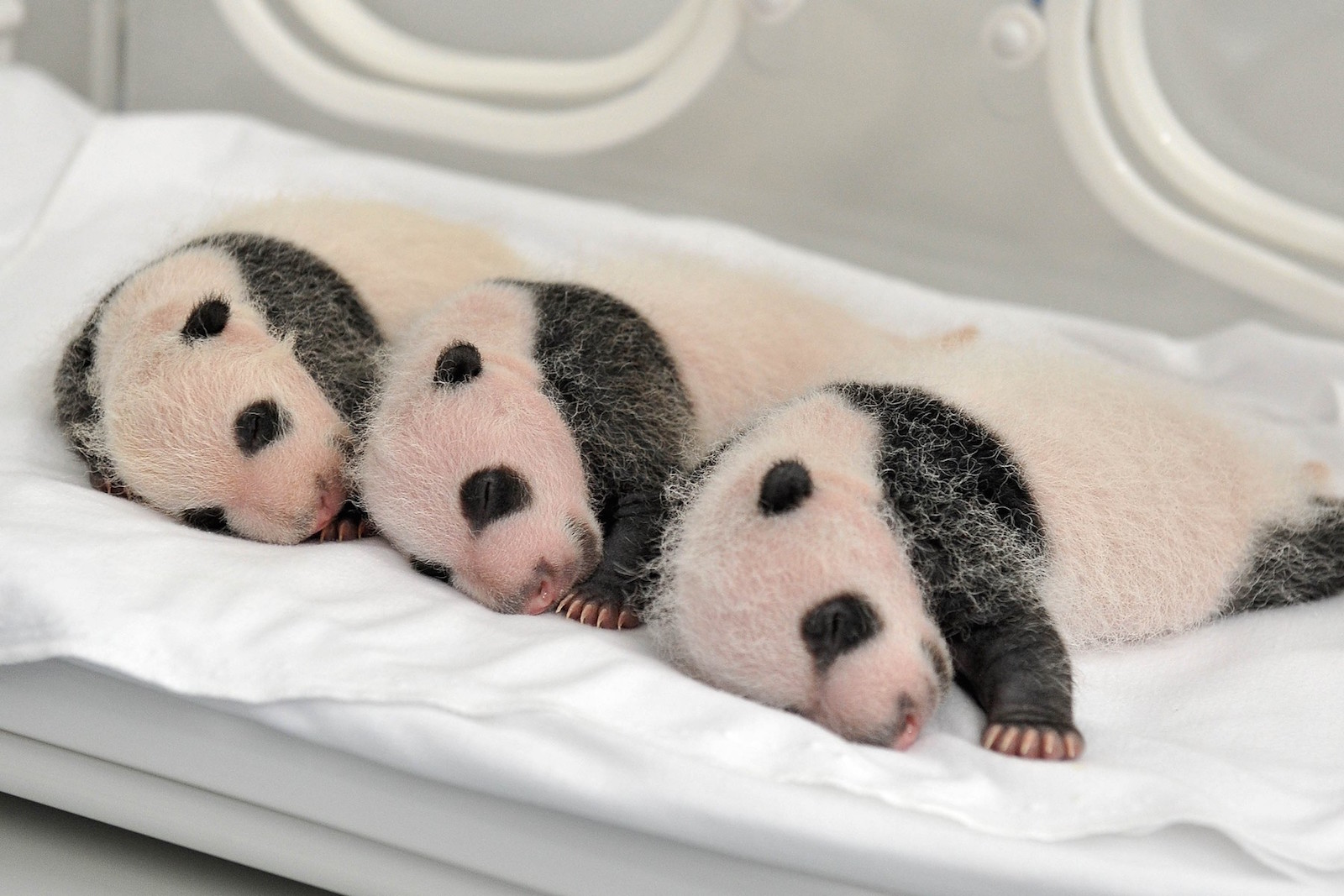 Родившийся детеныш панды. Большая Панда с детенышем. Детёныш панды новорожденный. Маленькие панды. Рождение панды.