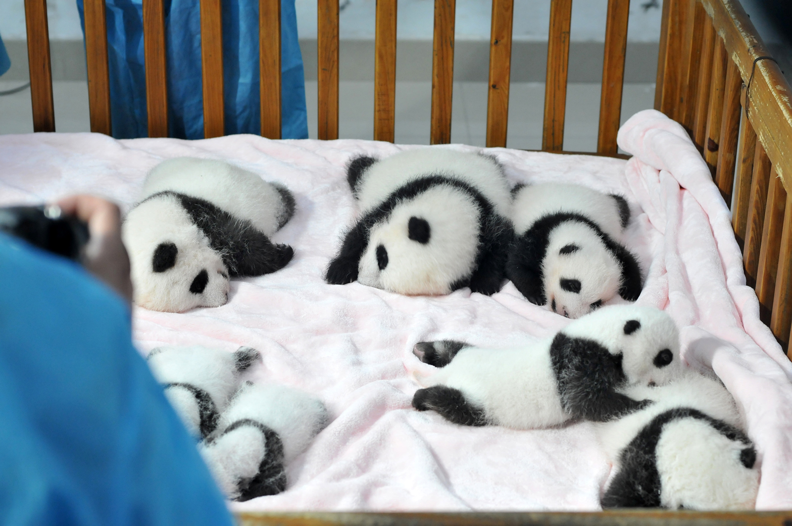 14 Panda Cubs Meet The Public In Chengdu