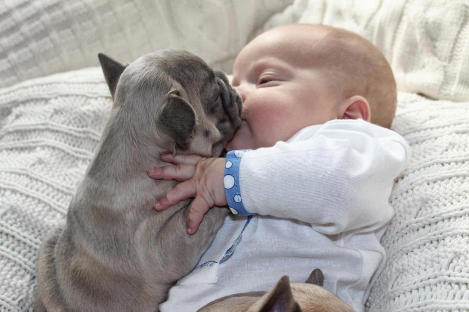 Baby Sleeping with French Bulldog (5)
