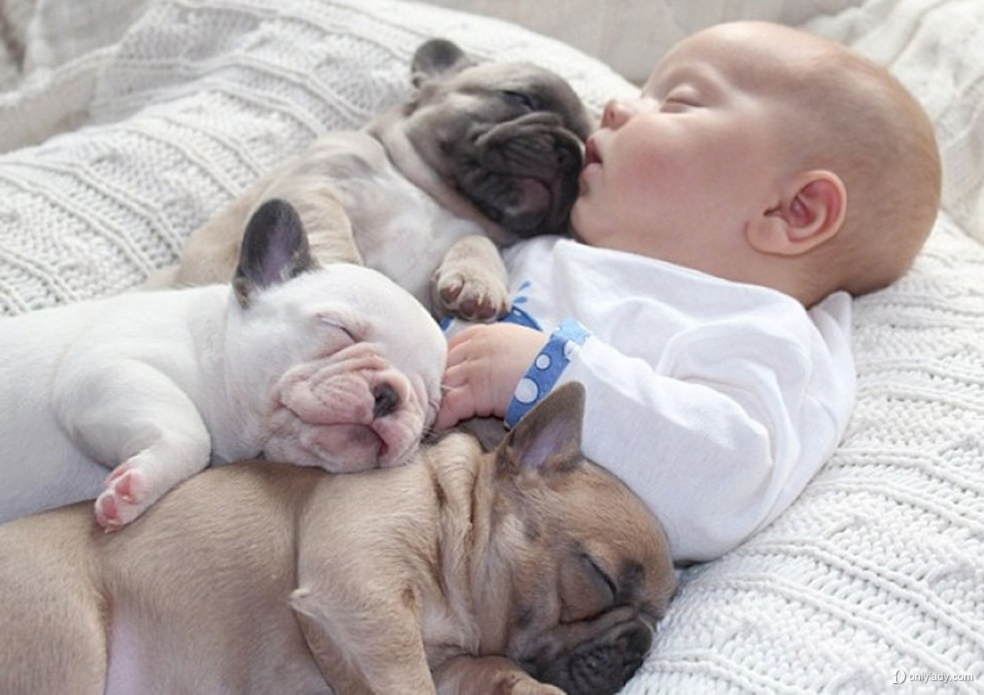 Baby Sleeping with French Bulldog (6)