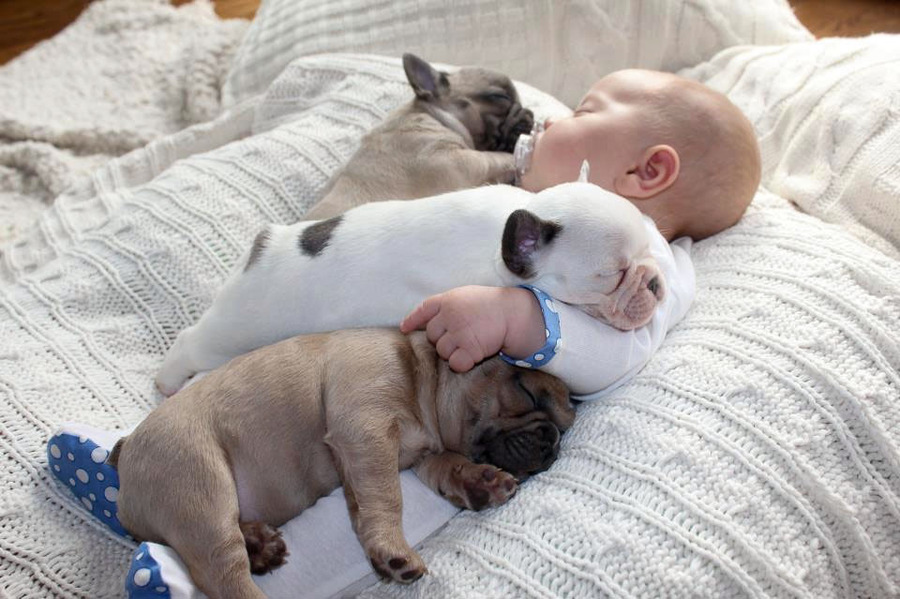 Baby Sleeping with French Bulldog (9)