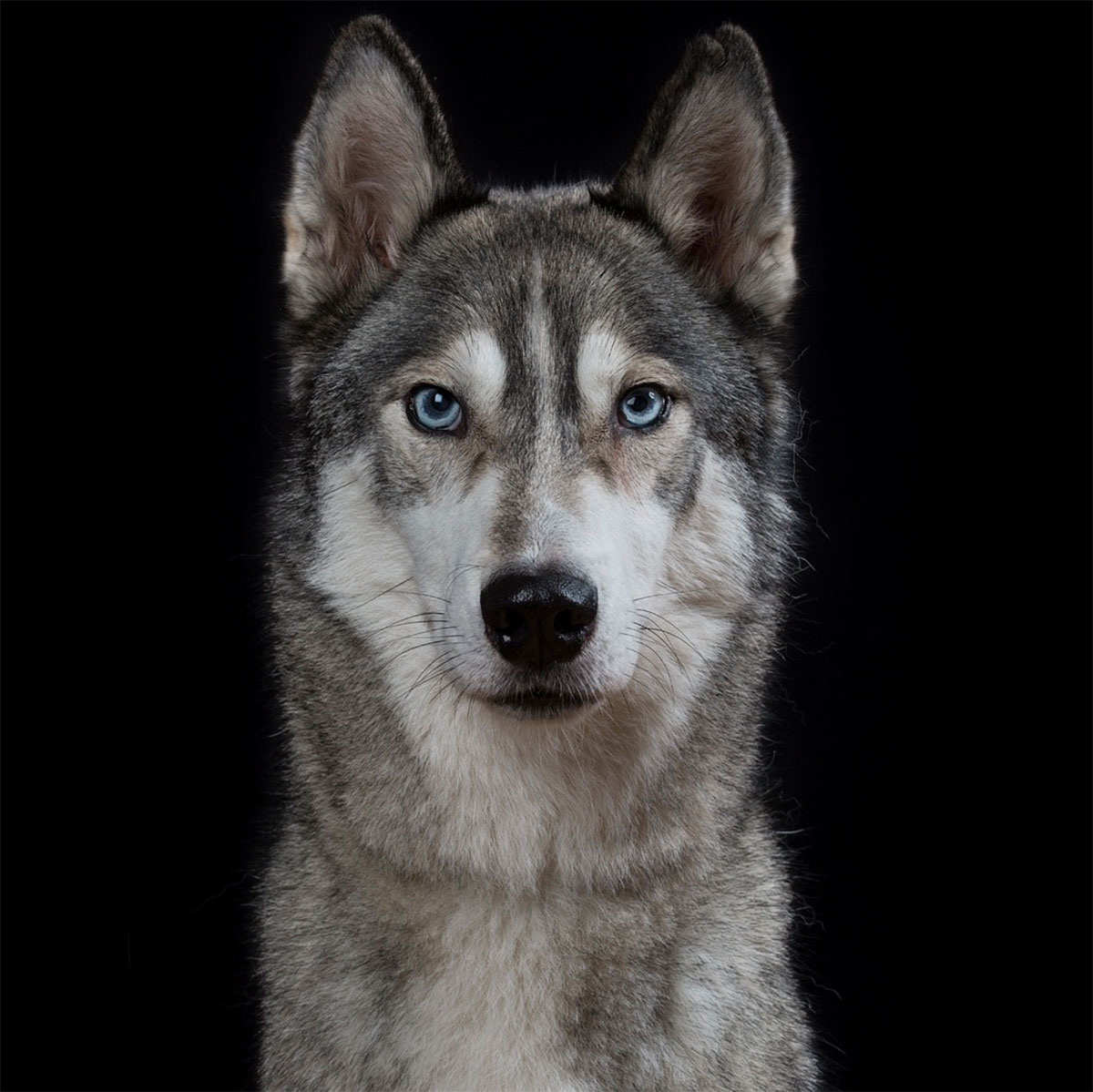 Dog Portrait 10