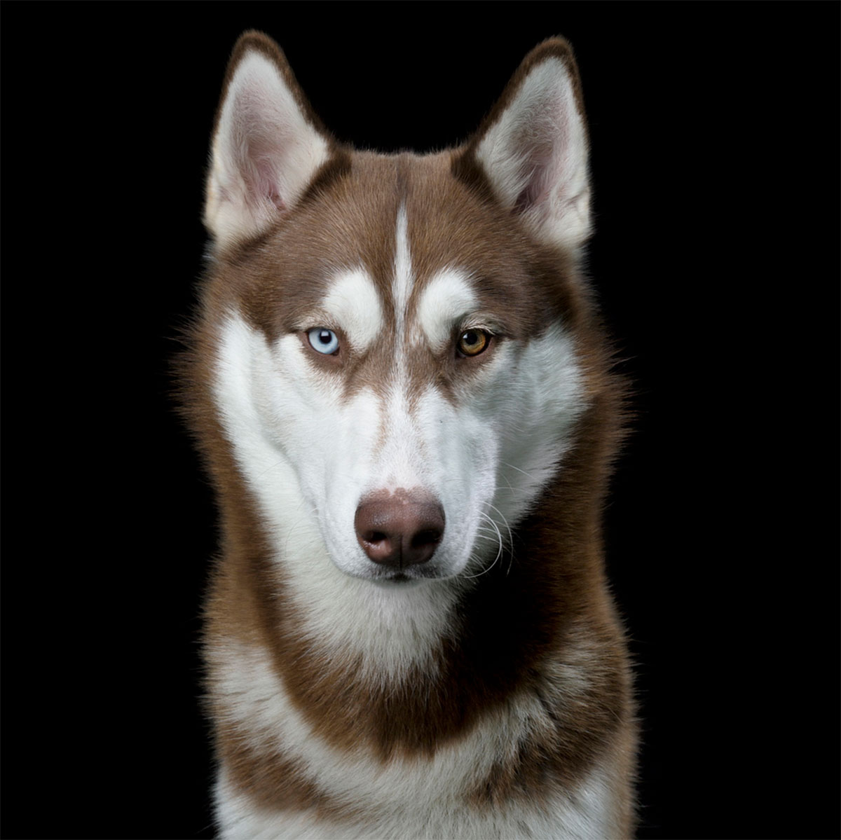 Dog Portrait 15