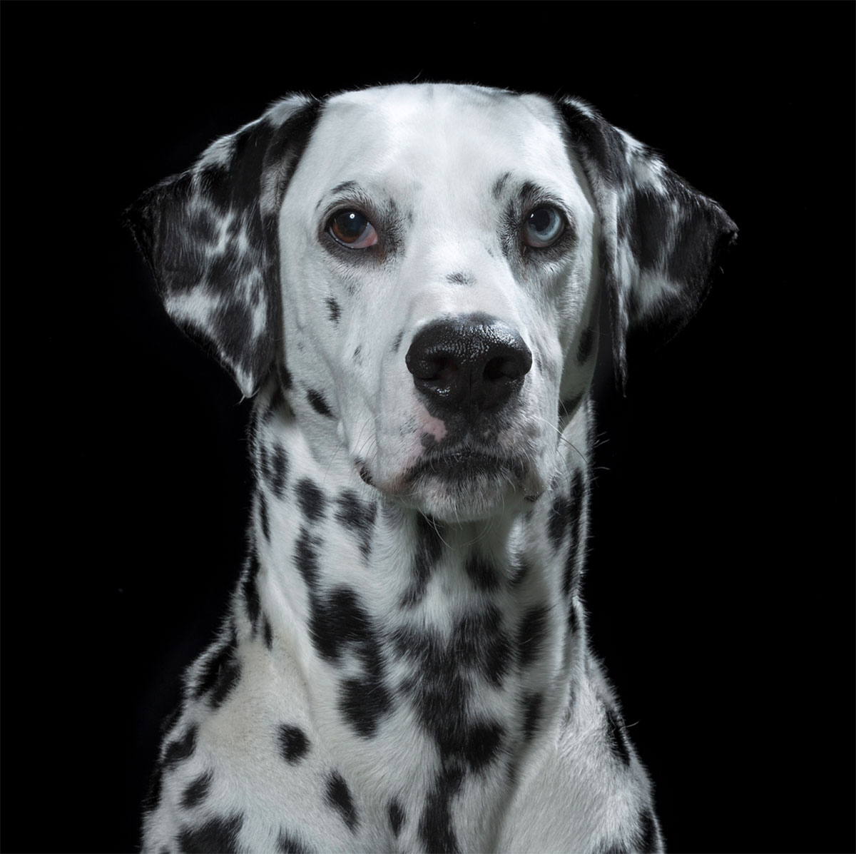 Dog Portrait 16