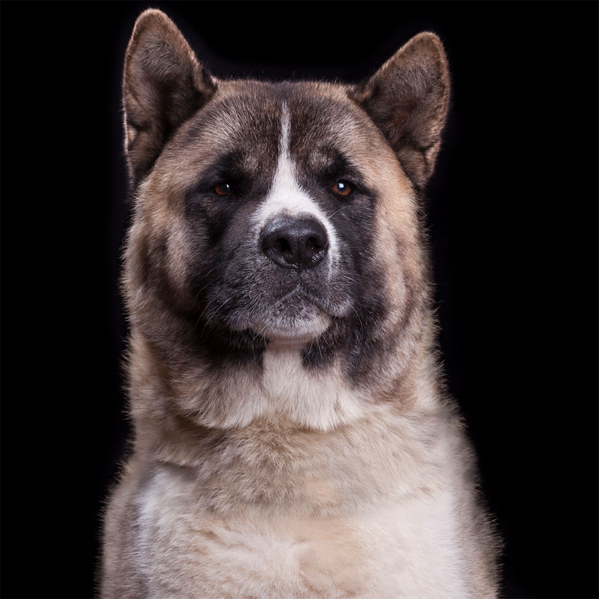 Dog Portrait 3