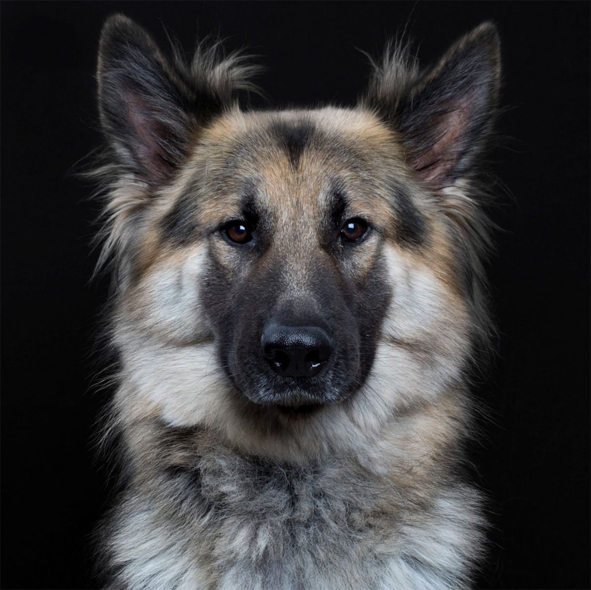 Dog Portrait 4