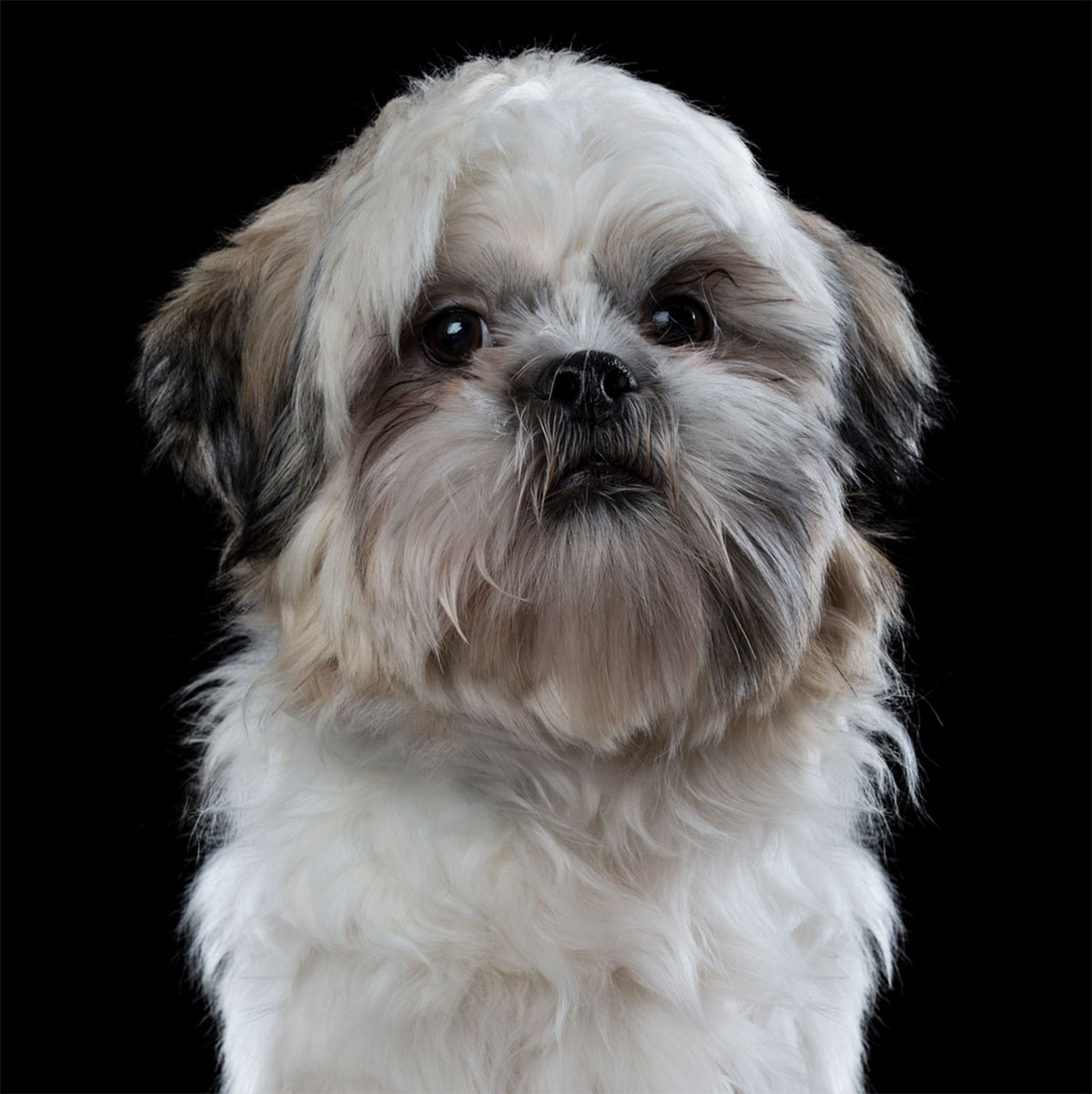 Dog Portrait 5