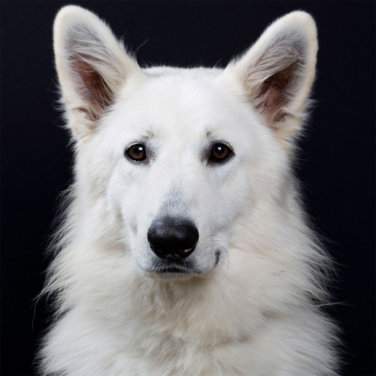 Dog Portrait 6