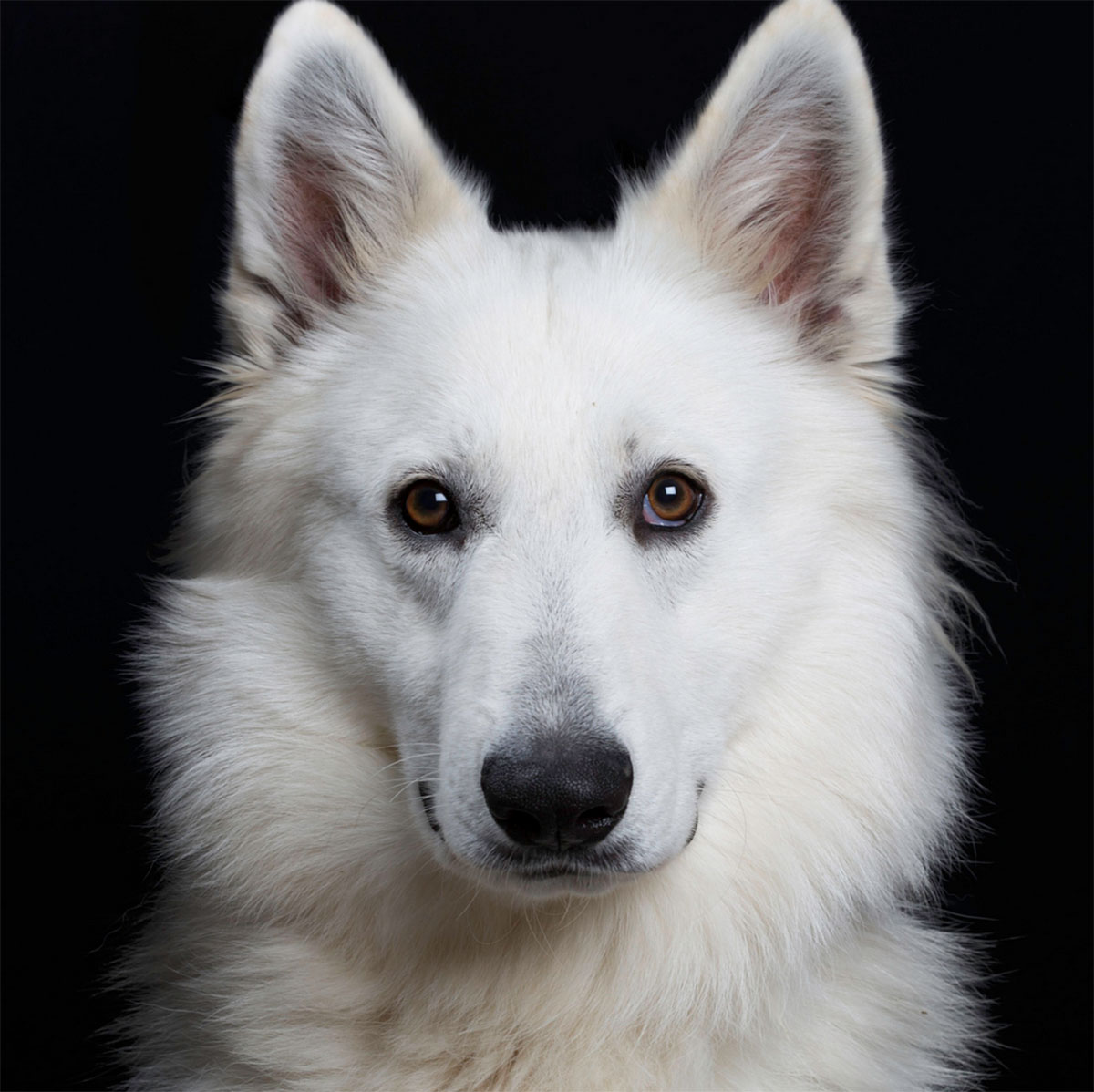 Dog Portrait 8