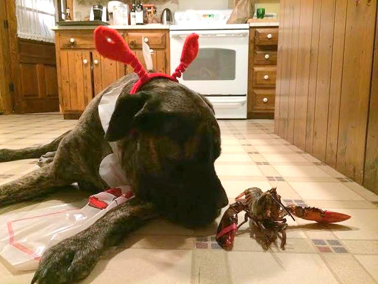 Dog With Lobster
