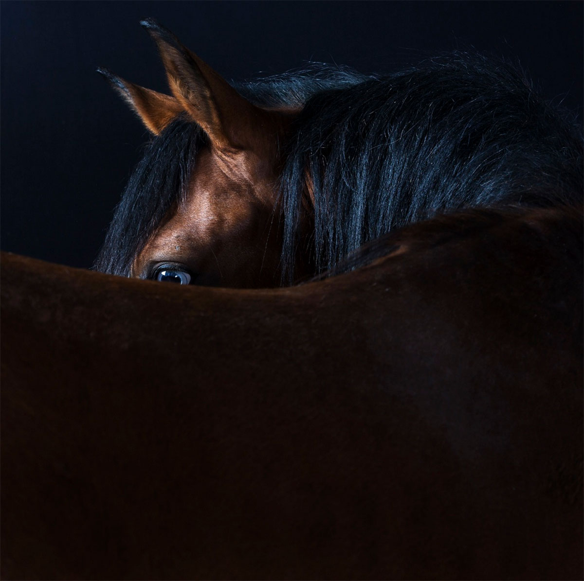 Horse Portrait 2