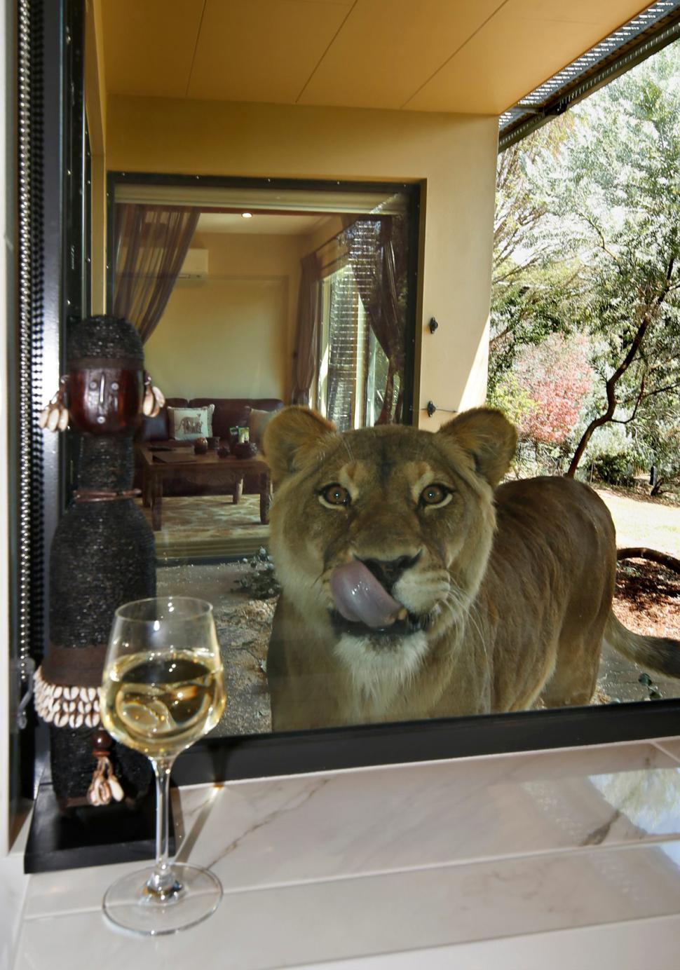 Jamala Wildlife Lodge Lion