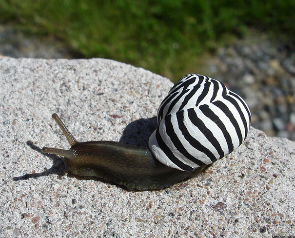 Painted Snail Shell 14