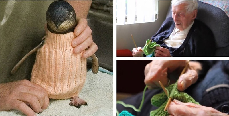 Alfie Knits Penguin Sweaters