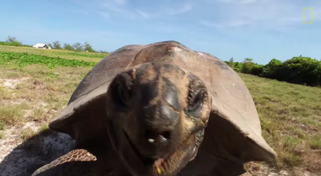 Angry Tortoise