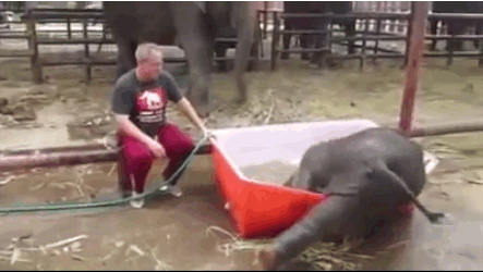 Baby Elephant Taking Bath 2