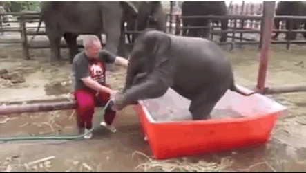 Baby Elephant Taking Bath 3