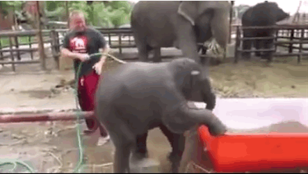 Baby Elephant Taking Bath 4