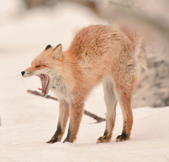 Hokkaido Red Fox 2